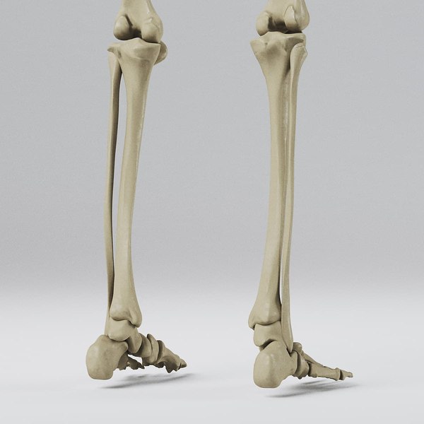 3d human skeleton - skeletal