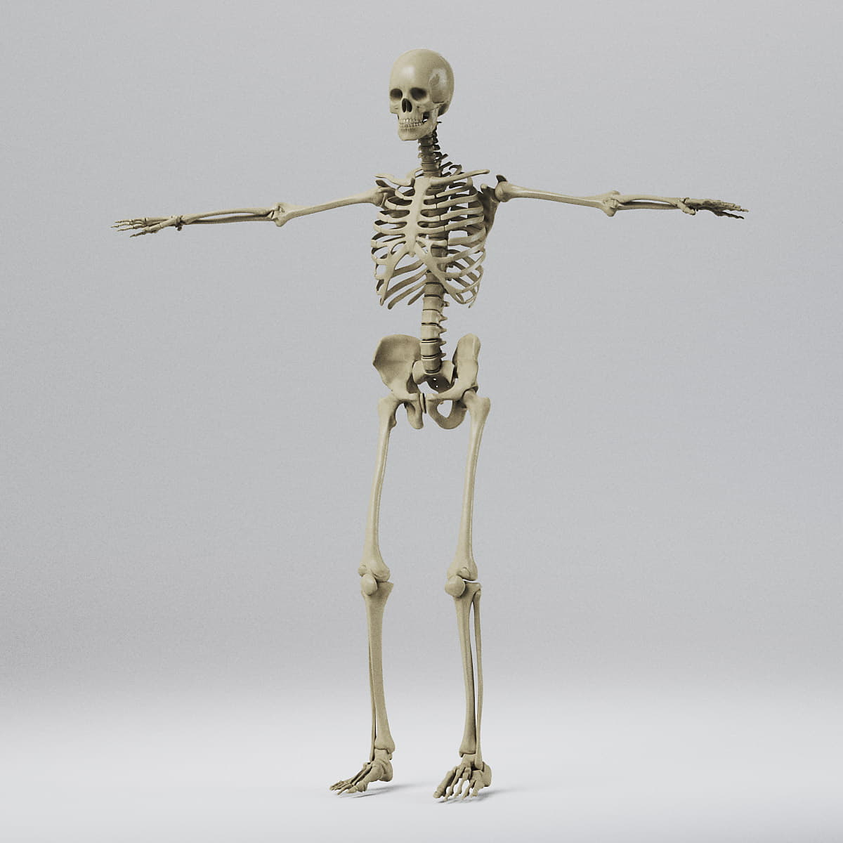 3d Human Skeleton - Skeletal