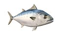 Bonito Fish