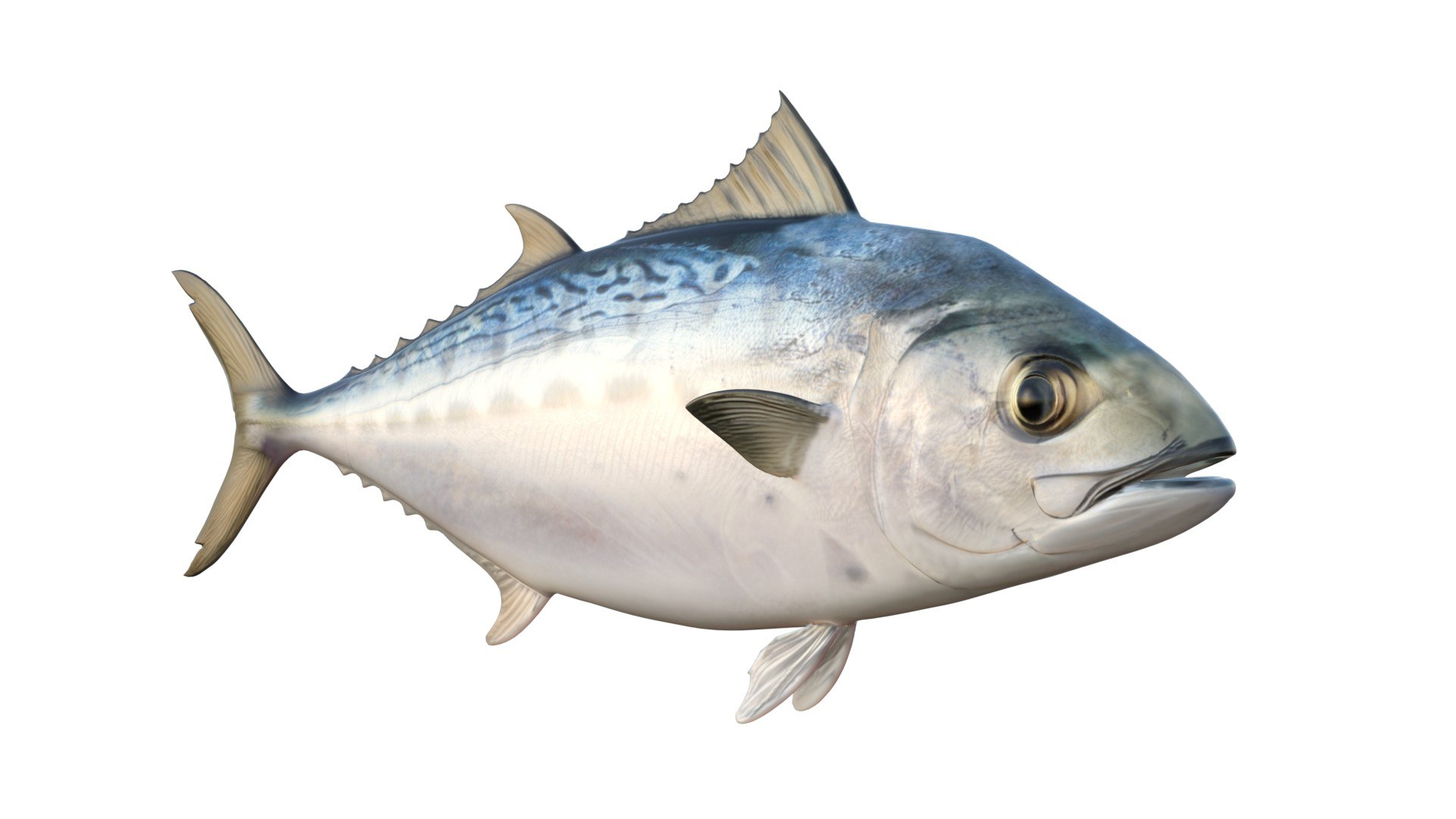 3D 50 Fish Sea Creature Collection v3 https://p.turbosquid.com/ts-thumb/nw/VitPGN/Oy/1/jpg/1774421833/1920x1080/fit_q87/5af660282271c1579d719c67e48c167eb507277a/1.jpg