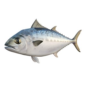 Bonito Fish