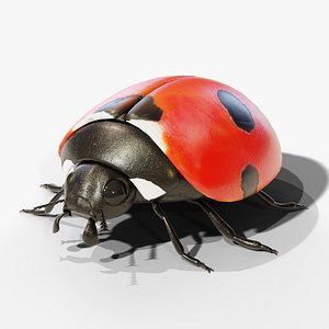 Ladybug - Rigged and Animated PBR