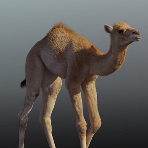 3D camel animations