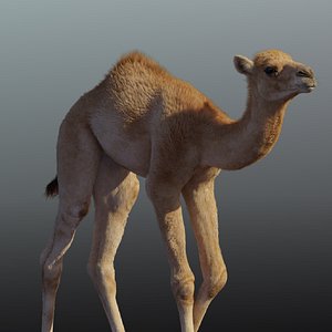 Camel Adult and Baby Animated