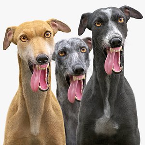 greyhound dogs fur rigged 3D