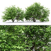 Euonymus bush 07