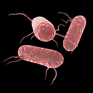 Salmonella Bacteria