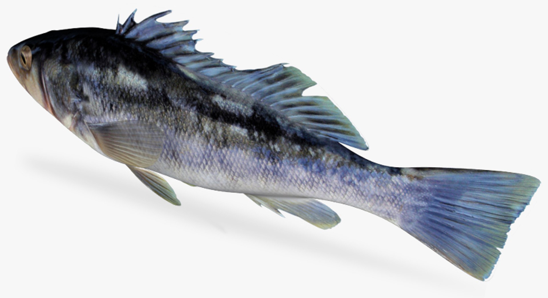 3d fbx kelp bass https://p.turbosquid.com/ts-thumb/nw/wQ3ymd/AXIkdboA/4/jpg/1456360367/1920x1080/fit_q87/f5545822f2fea35fd40033a7339f354e65a59818/4.jpg