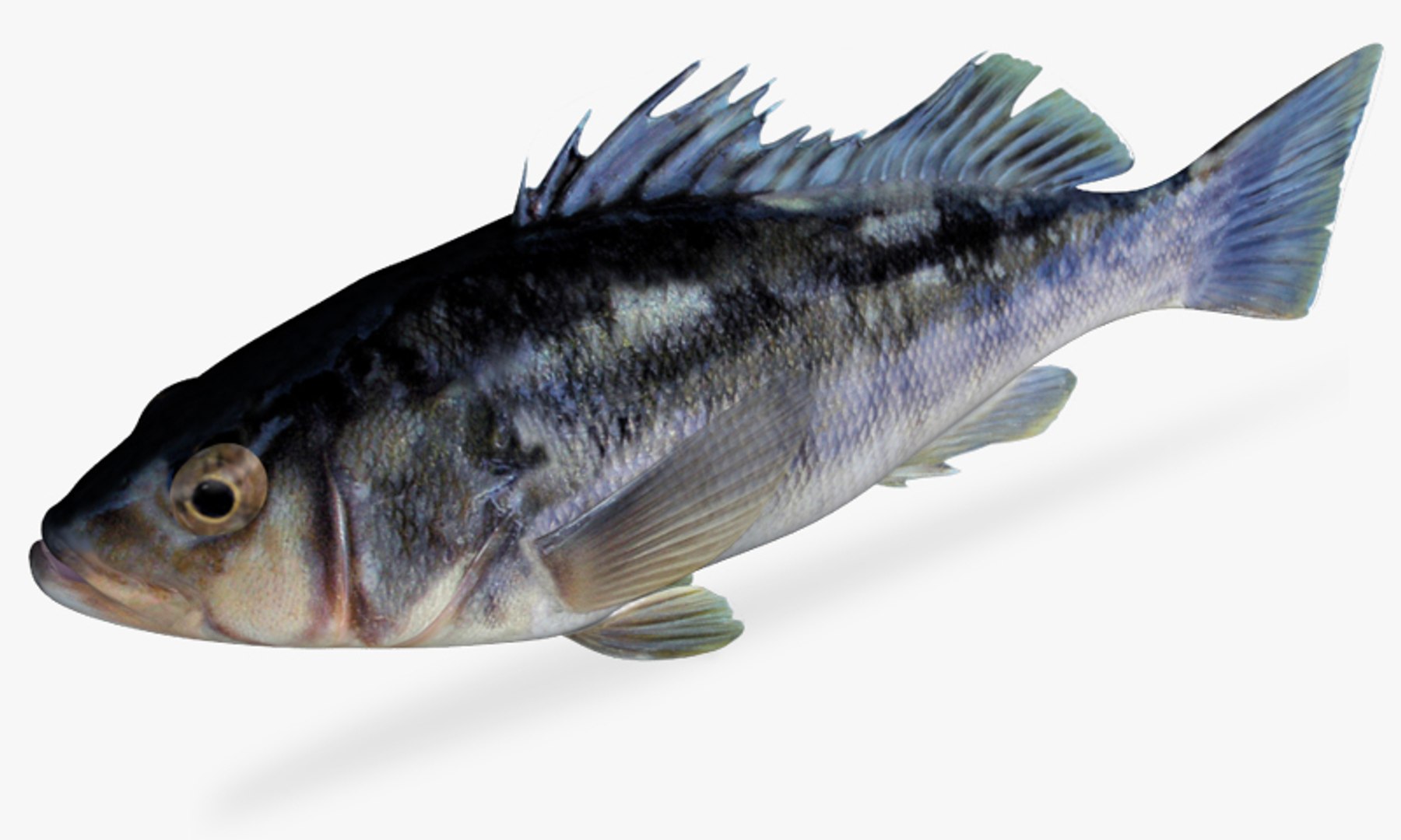 3d fbx kelp bass https://p.turbosquid.com/ts-thumb/nw/wQ3ymd/OXxL6ODk/3/jpg/1456360367/1920x1080/fit_q87/6a9cedeb20f485e30da0326f40fc7c78bdc999b9/3.jpg