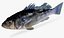 Kelp Bass