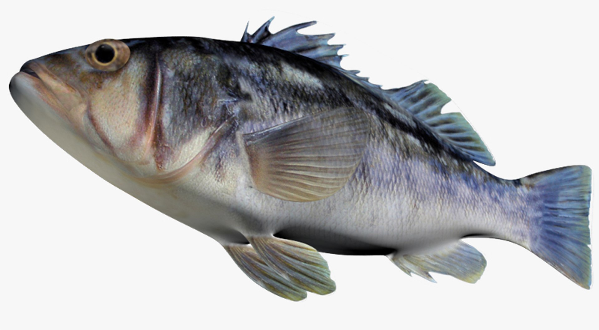 3d fbx kelp bass https://p.turbosquid.com/ts-thumb/nw/wQ3ymd/tcq7Bc3Z/2/jpg/1456360367/1920x1080/fit_q87/117f1f413ff1db0f148d0f530483dc65a3abae8c/2.jpg