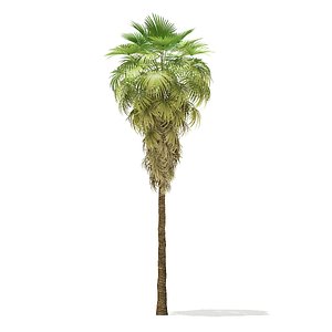 California Palm Tree 3D Model 11.5m