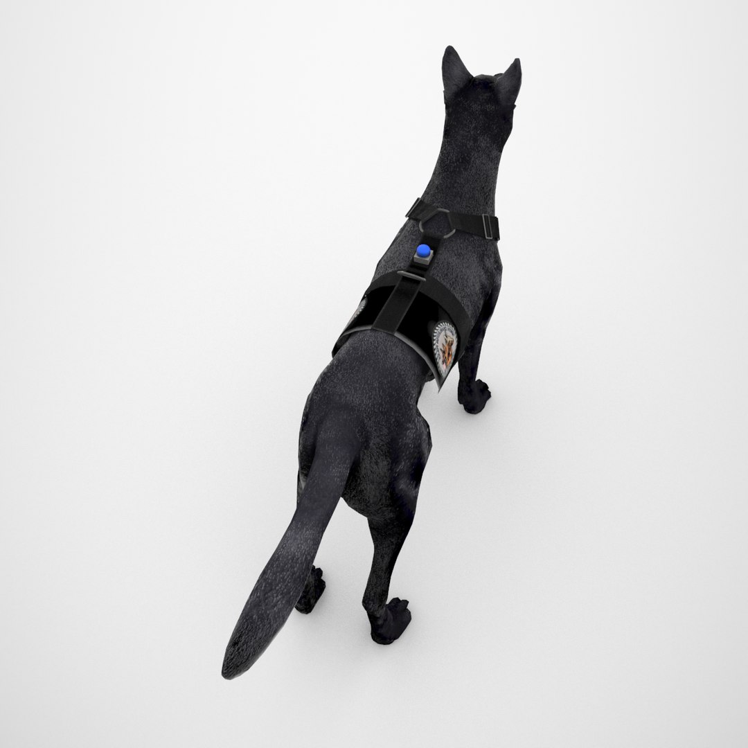belgian malinois combat harness 3D https://p.turbosquid.com/ts-thumb/nx/6O3aMB/Ow8A8Foi/belgianmalinoisblkch_0004/png/1516731525/1920x1080/fit_q87/d237d31159c14475a0e407c3162bd32525150443/belgianmalinoisblkch_0004.jpg