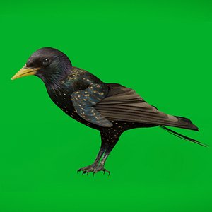 European Starling Bird