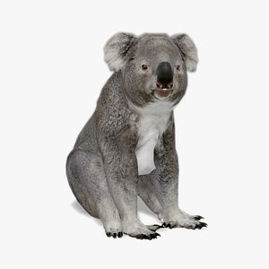 3D Koala