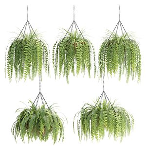 3D Indoor Fern Plants 3D Model Collection Vol 328