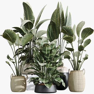 AV Indoor Plants Set 222 Bird Of ParadiseBird and Banana Strelitzia Nicolai