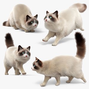 Domestic Cat Fur Set Animated Rigged For Maya