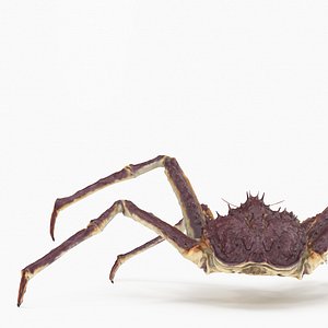 Red King Crab - Animated