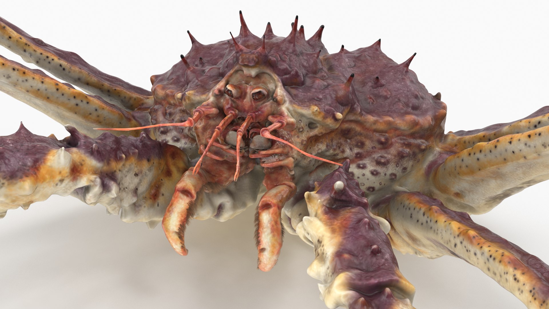 3D red crab king animation https://p.turbosquid.com/ts-thumb/nx/WN3aAR/G1/king_crab_camera04/png/1617194059/1920x1080/fit_q87/e9a2f57793a46b5797115d527e1310d5538a12c7/king_crab_camera04.jpg
