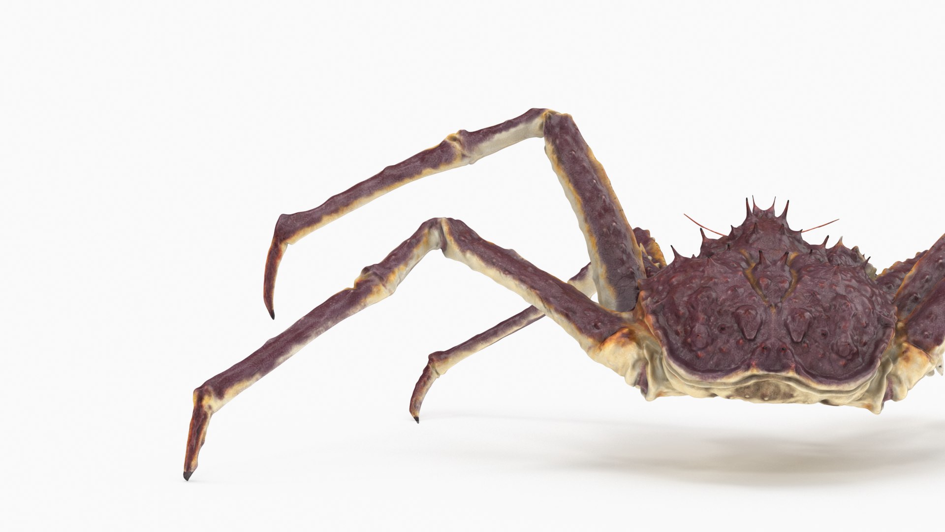 3D red crab king animation TurboSquid 1713295