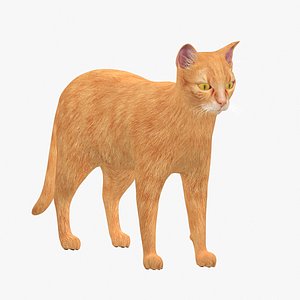 cat modelled 3D