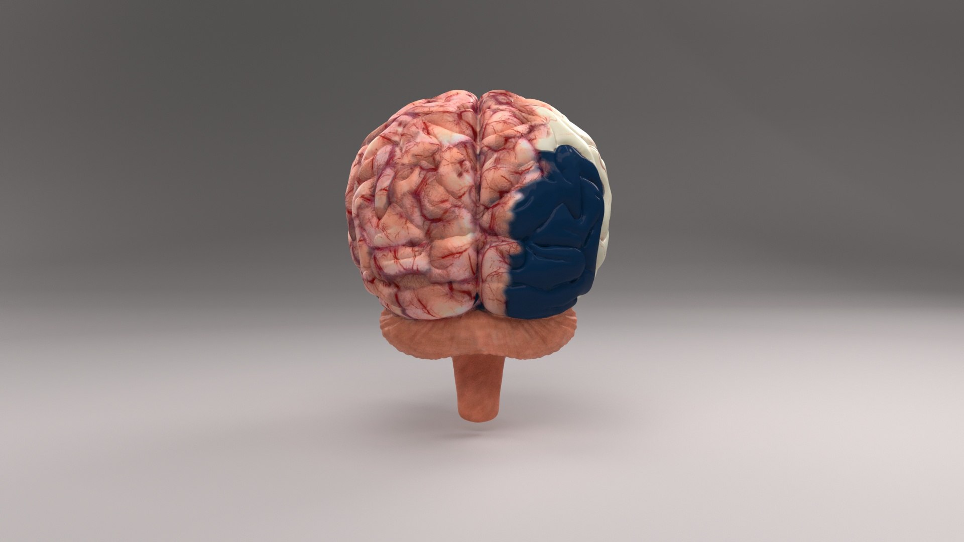Human Brain 3D Model - TurboSquid 2026213