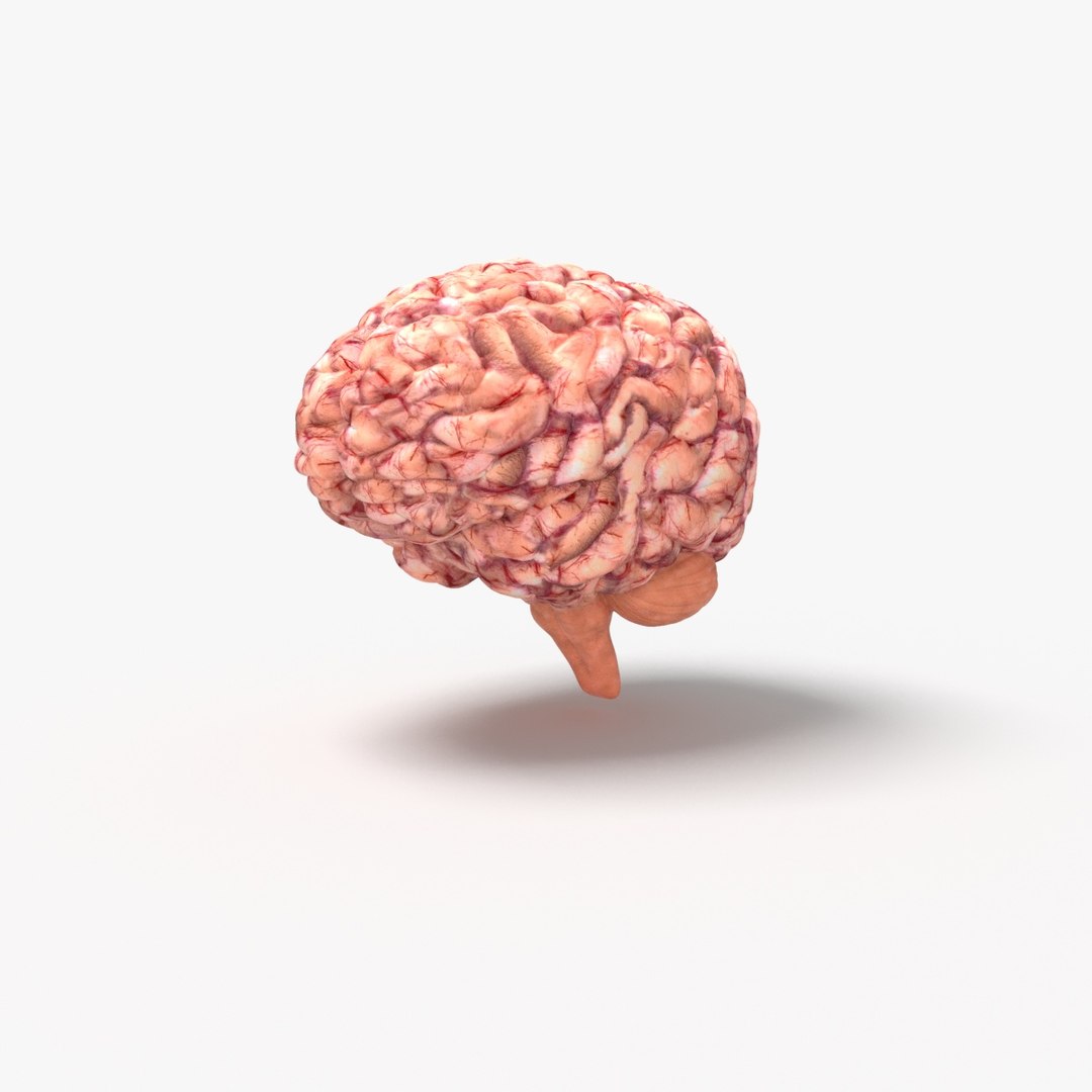 Human Brain 3D model - TurboSquid 2026213