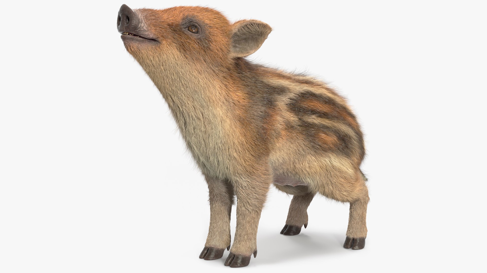 Wild Boar Piglet Striped Coloring Fur Rigged 3D model preview