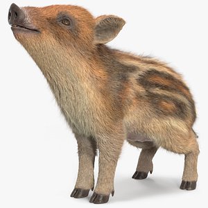 Wild Boar Piglet Striped Coloring Fur Rigged