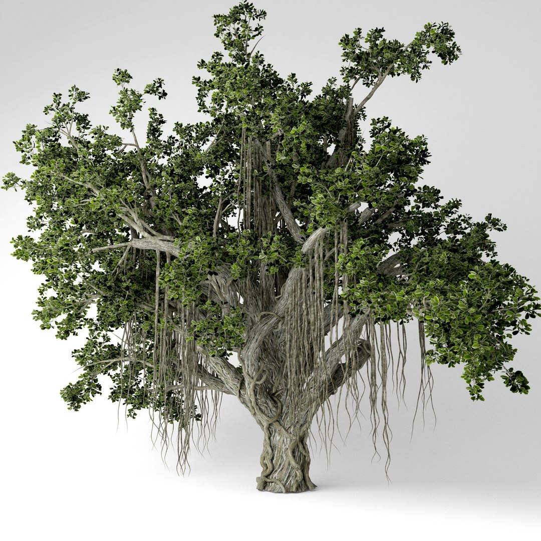 3D Chinese Banyan Tree - TurboSquid 1523532