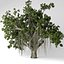 Banyan tree