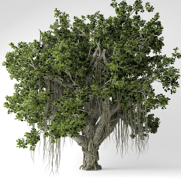 3D chinese banyan tree TurboSquid 1523532
