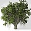 Banyan tree