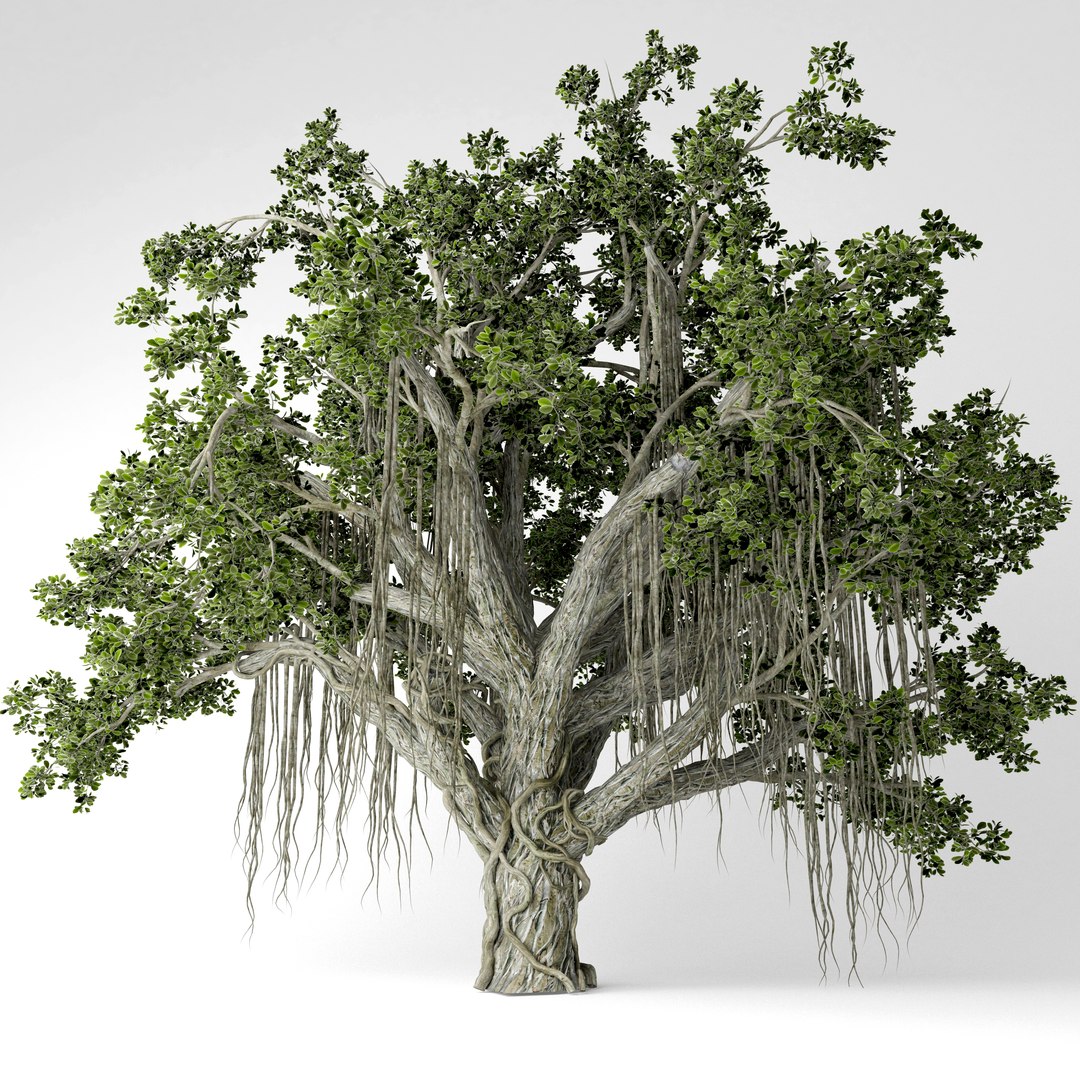 3D chinese banyan tree https://p.turbosquid.com/ts-thumb/ny/8YR089/uYYhVdn0/4/jpg/1584361902/1920x1080/fit_q87/cc131a5ad4ae681332db00c1f7e90c2c93d7ca7e/4.jpg
