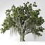 Banyan tree