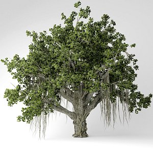 Banyan tree