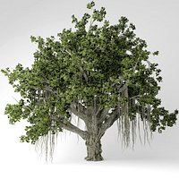 Banyan tree