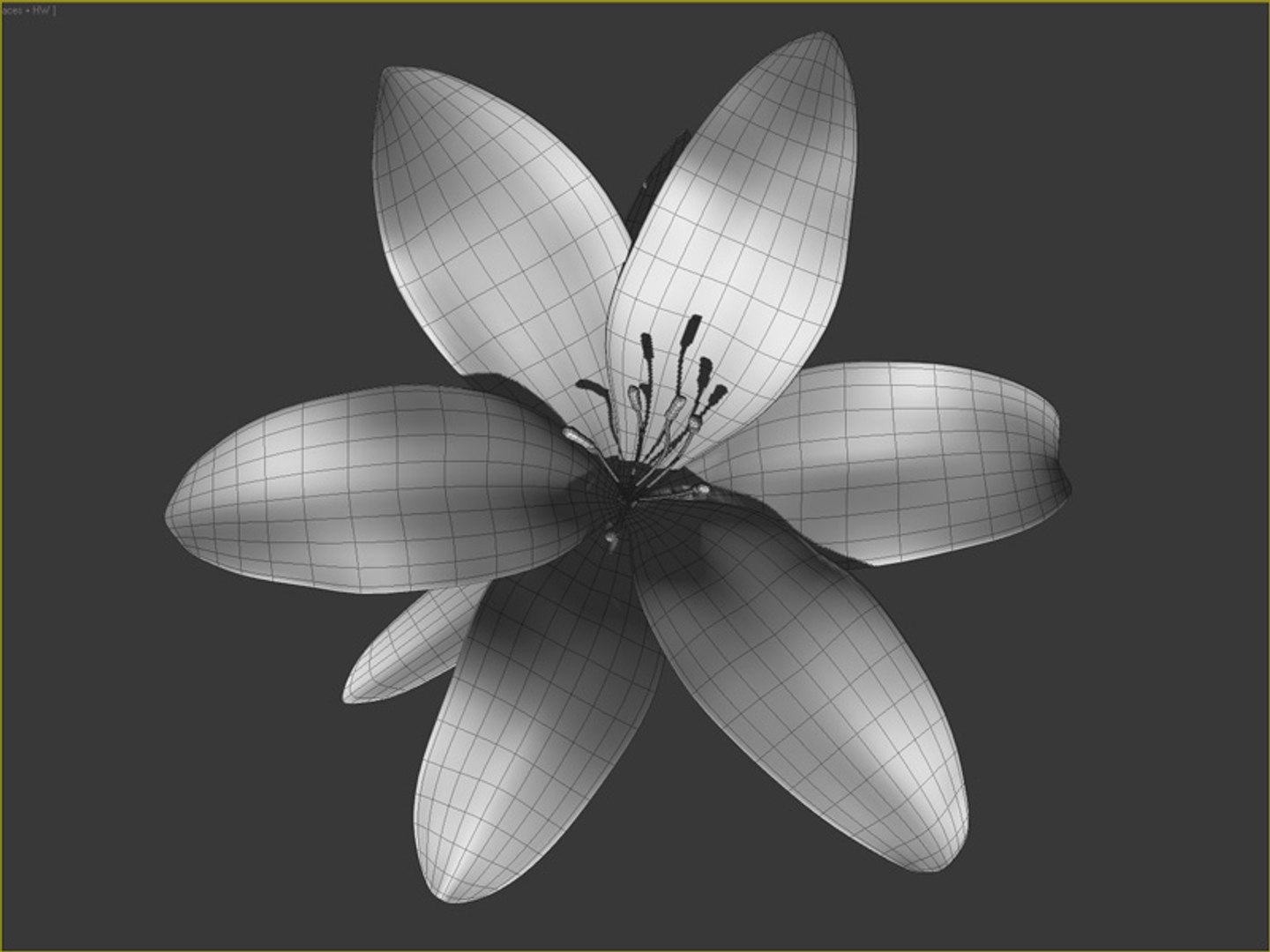 3d Tiger Lily