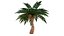 Coconut tree 3D