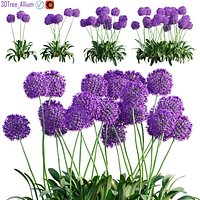 Allium