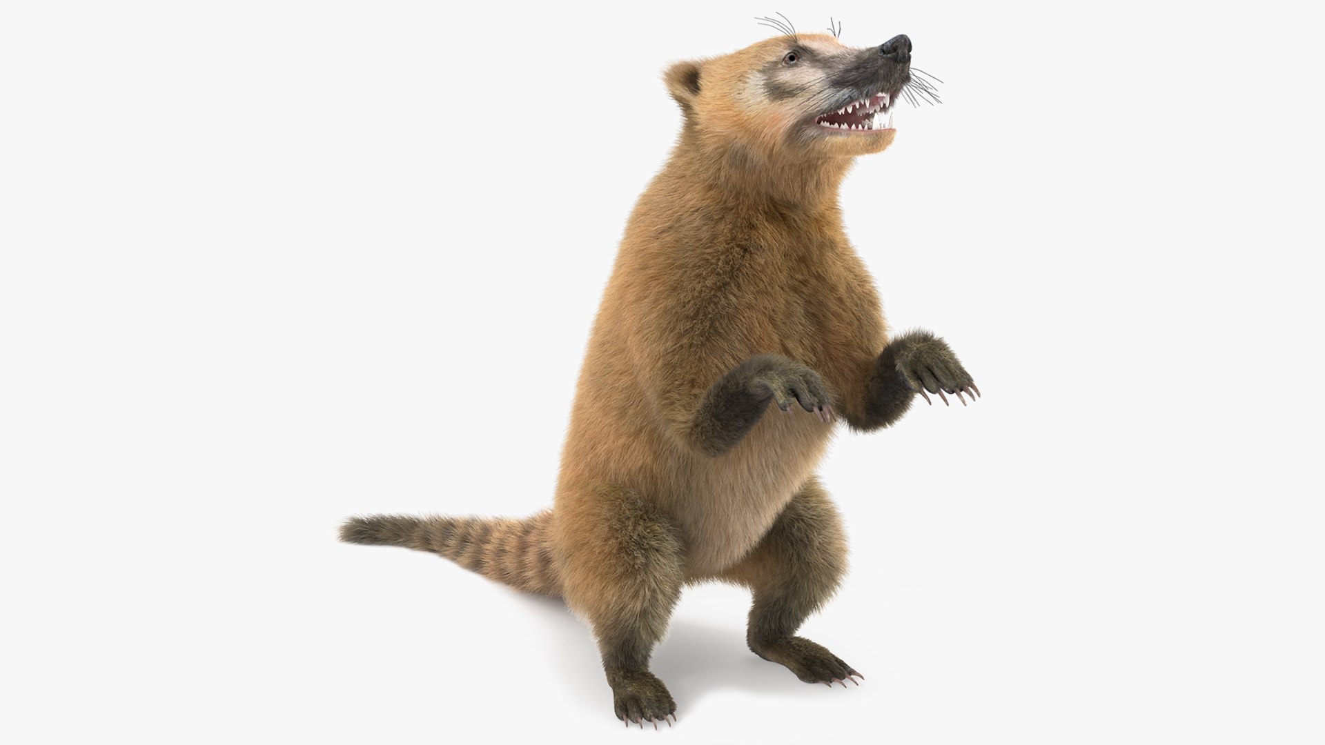 Coati Standing Pose Fur 3D model preview