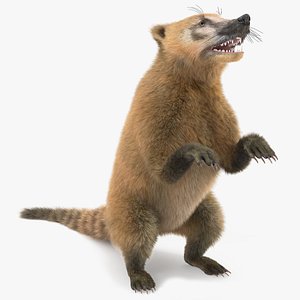 3D Coati Standing Pose Fur