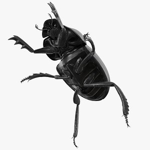 Roller Beetle Rigged for Maya