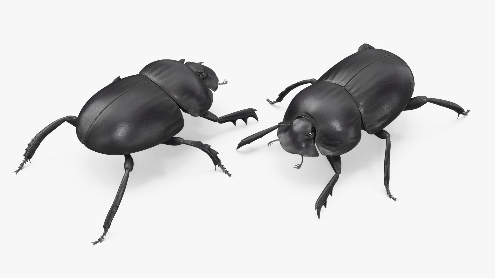 Roller Beetle Rigged for Maya 3D https://p.turbosquid.com/ts-thumb/ny/lbgeX6/ao/roller_beetle_rigged_010/jpg/1739277328/1920x1080/fit_q87/b2272065b29cecee846c9fed0b6a437a4ccbb50e/roller_beetle_rigged_010.jpg