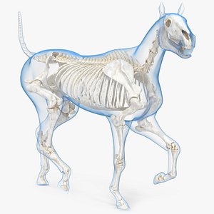 Horse Skeleton Anatomy Rigged model