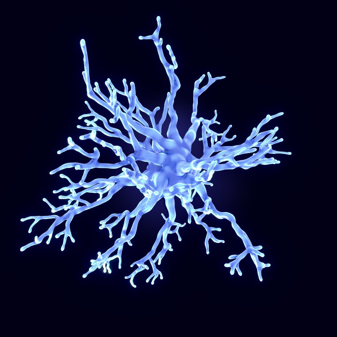 protoplasmic astrocytes