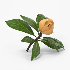 Yellow Magnolia Closed Bud with Green Leaves