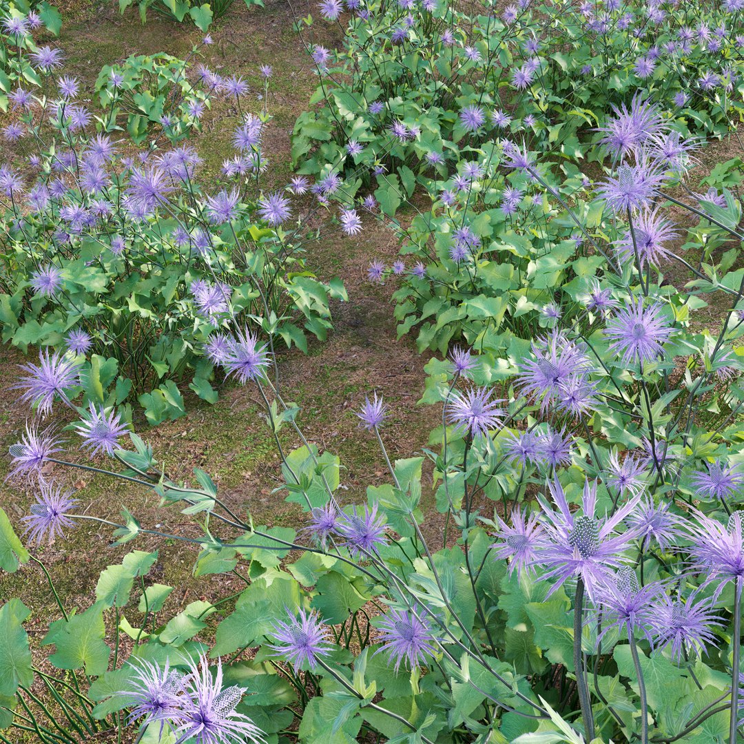 3D Eryngium alpinum - Sea Holly https://p.turbosquid.com/ts-thumb/nz/M47wSd/Jx/3dtree_eryngiumalpinum_03/jpg/1716195387/1920x1080/fit_q87/442bab6962b94ee8968322acf5875643387a5caf/3dtree_eryngiumalpinum_03.jpg