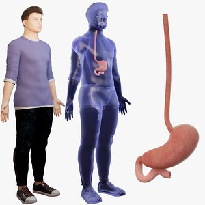 3D Stomach and esophagus  Human organ